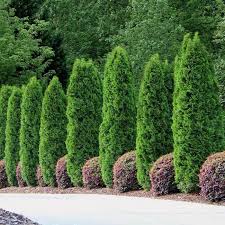 Make clean sharp cuts, slicing completely through the stem. Emerald Green Thuja Arborvitaes For Sale Fastgrowingtrees Com