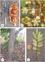 Image result for Deinbollia sp. A