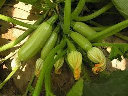 They are horizontally shot out of bill blasters, coupled with a firing sound effect to indicate their prescence, and fly in a straight line, going through walls. The Growth Stages Of A Zucchini Plant Miss Chen Garden Manage Gfinger Is The Best Garden Manage App