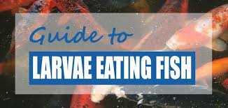 Feed fresh, cooking not required. A List Of The Best Pond Fish That Eat Mosquito Larvae In Garden Ponds Different Larvae Eating Fish Compared Including Mosquito Larvae Pond Fish Mosquito Fish