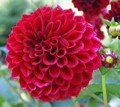 A Guide To Some Basic Flower Types Flower Meanings Dahlia Flower Flowers