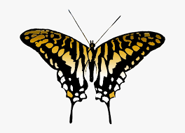 123,353 butterfly clip art images on gograph. Butterfly Clipart Brown Colored Wings Clip Art Colourful Butterfly Hd Png Download Transparent Png Image Pngitem