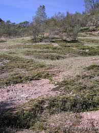 Image result for Selago coerulea