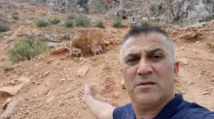 Dağ keçileri karayoluna indi, vatandaşlar cep telefonlarına sarıldı