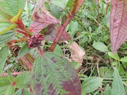 Image result for Tristemma