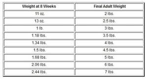 True To Life Chihuahua Weight Chart Growth Chihuahua Dog