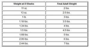 true to life chihuahua weight chart growth chihuahua dog