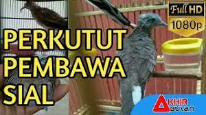 Jenis Perkutut Katuranggan Pembawa Sial Yang Tidak Baik Dipelihara