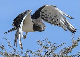 Small Birds Of Prey South Africa Black Chested Snake Eagle Circaetus Pectoralis In South Africa By Sarina Crous Animals Bird Species Eagle
