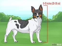 Review how much teddy roosevelt terrier puppies for sale sell for below. 3 Ways To Identify A Teddy Roosevelt Terrier Wikihow Pet