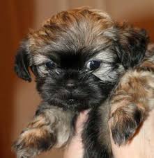 Shih Tzu Chihuahua Mix Black And Brown Pets And Animals For Sale In Winnipeg Manitoba Classifieds Buy And Sell Kittens And Puppies Shipoo Puppies Puppies Shih Poo