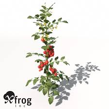 Tomato Plant 3d Model 3d Model Lavender Plant Plants Planting Flowers