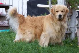 Check spelling or type a new query. Golden Retriever Puppies For Sale In Western Montana