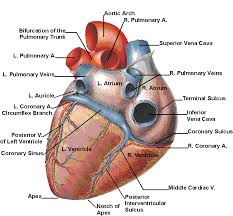 Human Anatomy Heart 032012 Vector Clip Art Anatomy Human Anatomy Human Body Anatomy