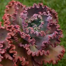Probably not, however a cactus that did nothing for eight years in an elderly couple's front garden has suddenly grown into a 20ft monster in just five weeks. Echeveria Mauna Loa A Large Clustering Plant That Produces 1 To 2 Foot Wide Cabbage Like Rosettes On Stout Stems 12 To 18 Inches Echeveria Mauna Loa Plants