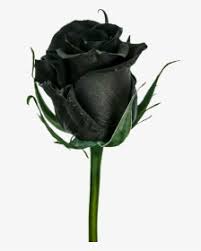 Rosa Negra Flor Hd Png Download Transparent Png Image Pngitem El nombre de la serie se debe a las rosas. rosa negra flor hd png download