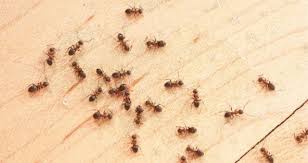 Jika anda lahir dan besar dalam lingkungan islam, pastinya anda akan dianjurkan untuk menjalankan hidup berdasarkan ajaran dan prinsip islam yang telah diajarkan. Dari Mana Datangnya Semut Di Rumah Rentokil Indonesia