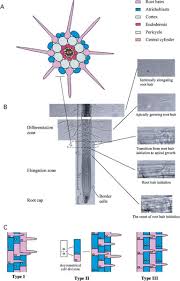 Maybe you would like to learn more about one of these? Root Hair Development Springerlink