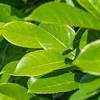 Flowering shrubs are the backbone of any garden, offering privacy along a border, attracting pollinators, and providing color and interest without needing annual replanting. 3
