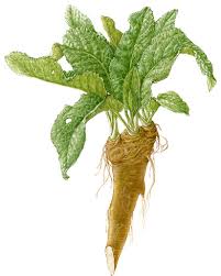 We did not find results for: Horseradish Lemony Snicket Wiki Fandom