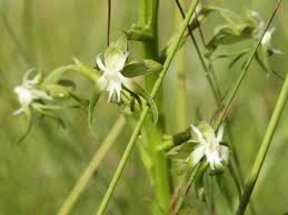 Image result for Habenaria schimperiana