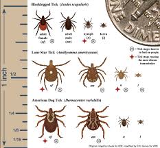 Your Field Guide To Battle Ticks In Fairfax County