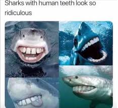 35 Of Today S Best Pics And Memes Sharks Funny Happy Shark Sharks With Human Teeth
