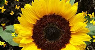 Amazing World S Galleries Funny Pictures Funny Videos Flowers Fruits Cars God Photos Flowers And Fruits Lists Funny Cats In 2020 Funny Dogs Funny Cats Funny Pictures