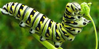 Image result for caterpillar has 248 muscles