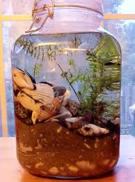 Self Sustaining Snail Ecosystem Terrarium In 1l Jar Terrarium Decor Ecosystems