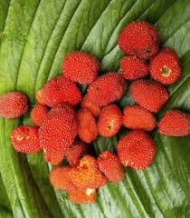 Image result for Rubus rosifolius