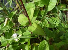 Image result for Asystasia guttata