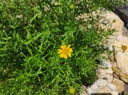 Image result for Seidelia