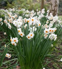 Narcissus Geranium Tazetta Daffodil Bulb Daffodil Bulbs Geraniums Daffodils