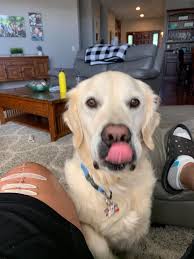 Happy TOT from Meeka the Border Collie! Let us see a pic of your pups  participating in Tongue Out Tuesday!