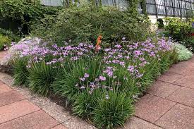 Image result for Tulbaghia sp. cf. violacea