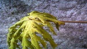 Kutu perisai (aspidiotus destructor) serangga ini mengisap cairan daun yang menyebabkan timbulnya nekrosis pada bagian yang dihisap. Cara Mengatasi Daun Pepaya Menguning