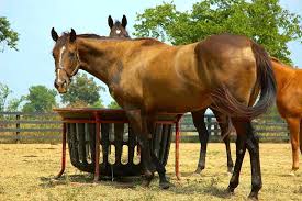 What Nutrients Does A Horse Need The Horse