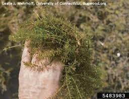 Image result for Hydrilla