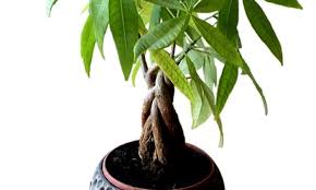 Image result for pachira obrázek