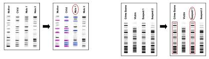 Microsatellites are also very useful for dna fingerprinting, and they have. Dna Profiling Bioninja