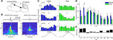 Bookbrain stem nuclei / localisation of the brainstem nuclei : State Dependent Brainstem Ensemble Dynamics And Their Interactions With Hippocampus Across Sleep States Elife