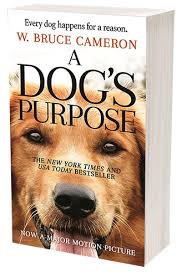 Check spelling or type a new query. Inside Of A Dog O K Pets