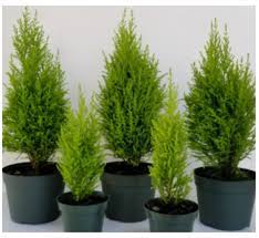 Bisen topiary ball tree artificial plant 3 feet wood pot indoor outdoor garden. Live Topiaries Indoor Topiary Plants Accessories