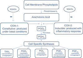 Take meloxicam a suspension by mouth. Nonsteroidal Anti Inflammatory Drugs Springerlink