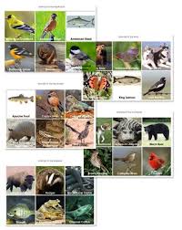 Road Trip Usa Animals Of The United States Confessions Of A Homeschooler Road Trip Usa Us Geography United States Geography