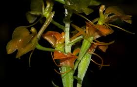 Image result for Liparis bowkeri