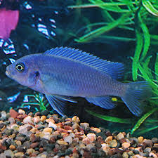 Tropical Fish For Freshwater Aquariums Cobalt Blue Zebra