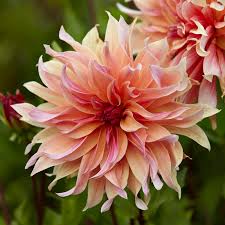 Maybe you would like to learn more about one of these? Labyrinth Dinnerplate Dahlia High Country Gardens