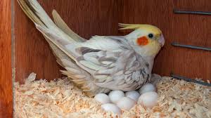 They can whistle and chirp out loud to catch your attention and needs to be cuddled often. Handling Cockatiel Eggs Bechewy In 2021 Cockatiel Cockatiel Eggs Parrot